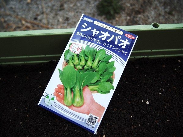 プランターでミニチンゲンサイを育てよう | プランターで野菜をつくってみよう！